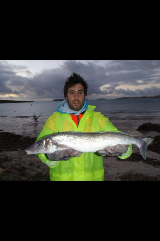 KG Whiting.jpg
