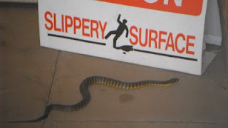 Tiger Snake2.JPG