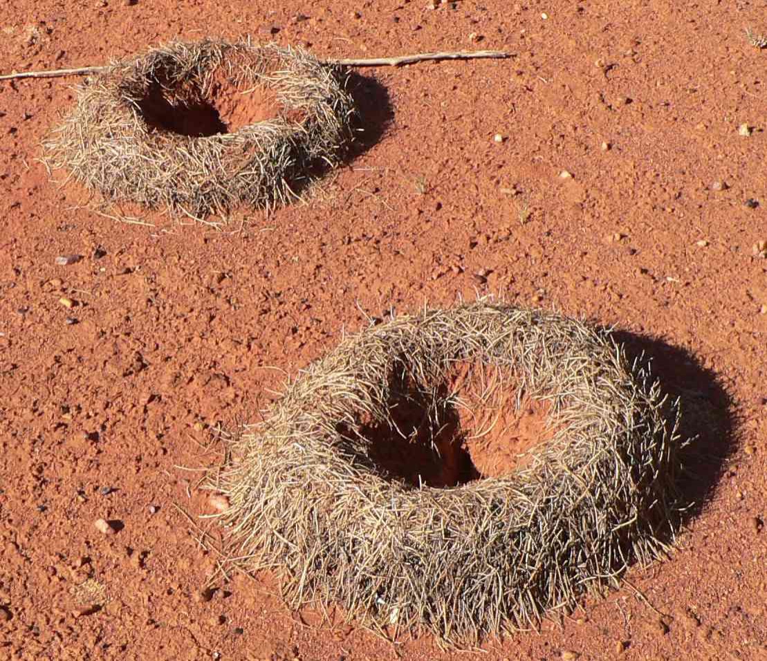 Uluru Holes 2.jpg
