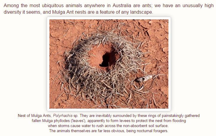 Ant Nest.JPG