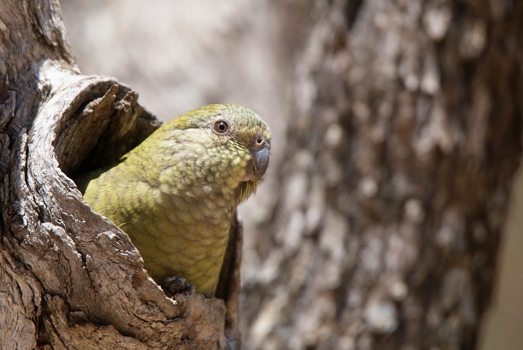 Female Red-rumped Parrot at nest. (1024x685).jpg