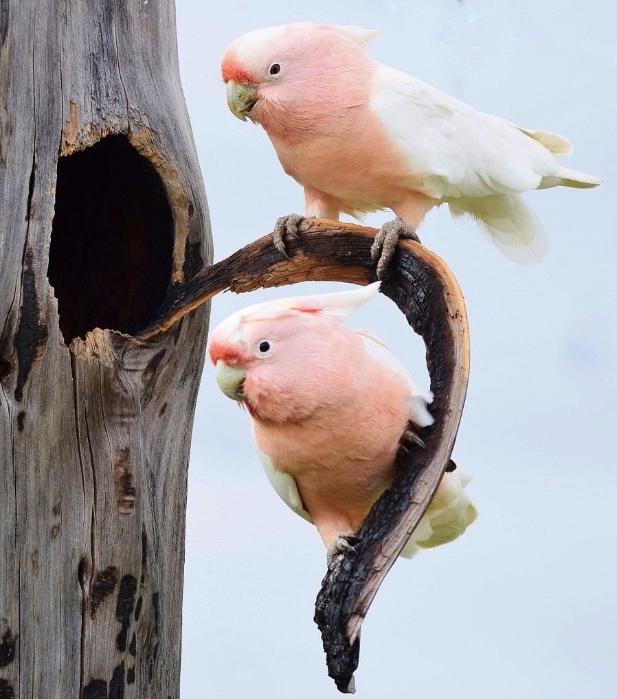 Major Mitchell's 2 (1024x1018).jpg