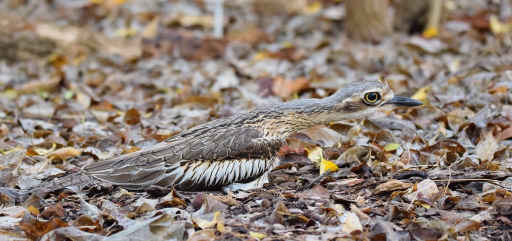 Bush Stone-curlew 3 (1024x482).jpg