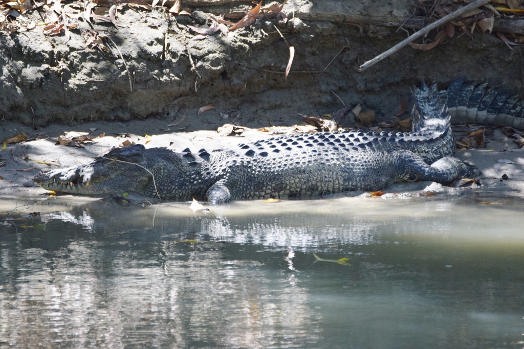 Croc 2 (1024x683).jpg