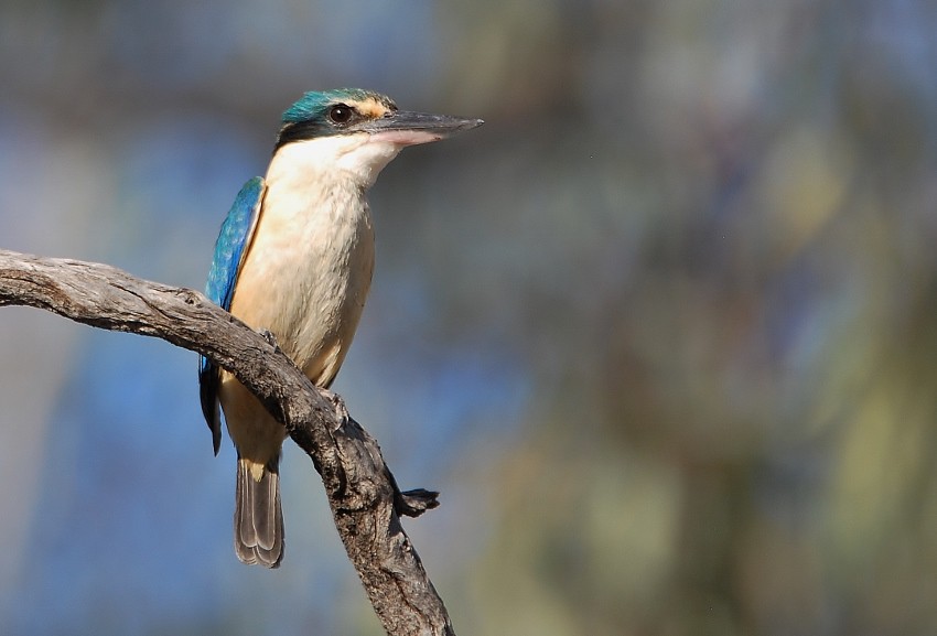 Sacred Kingfisher (850x577).jpg