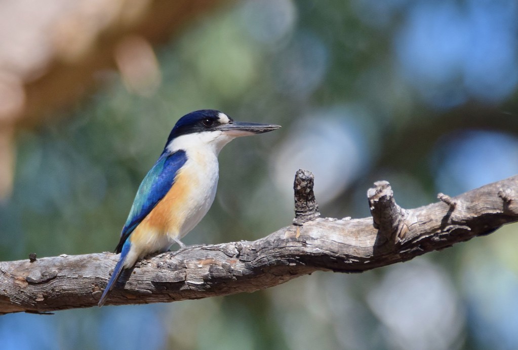 Kingfisher (1024x691).jpg