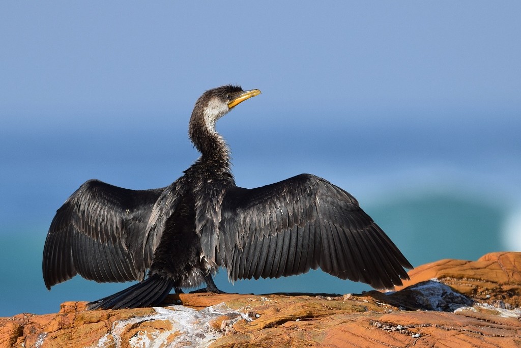 Pied Cormorant (1024x684).jpg