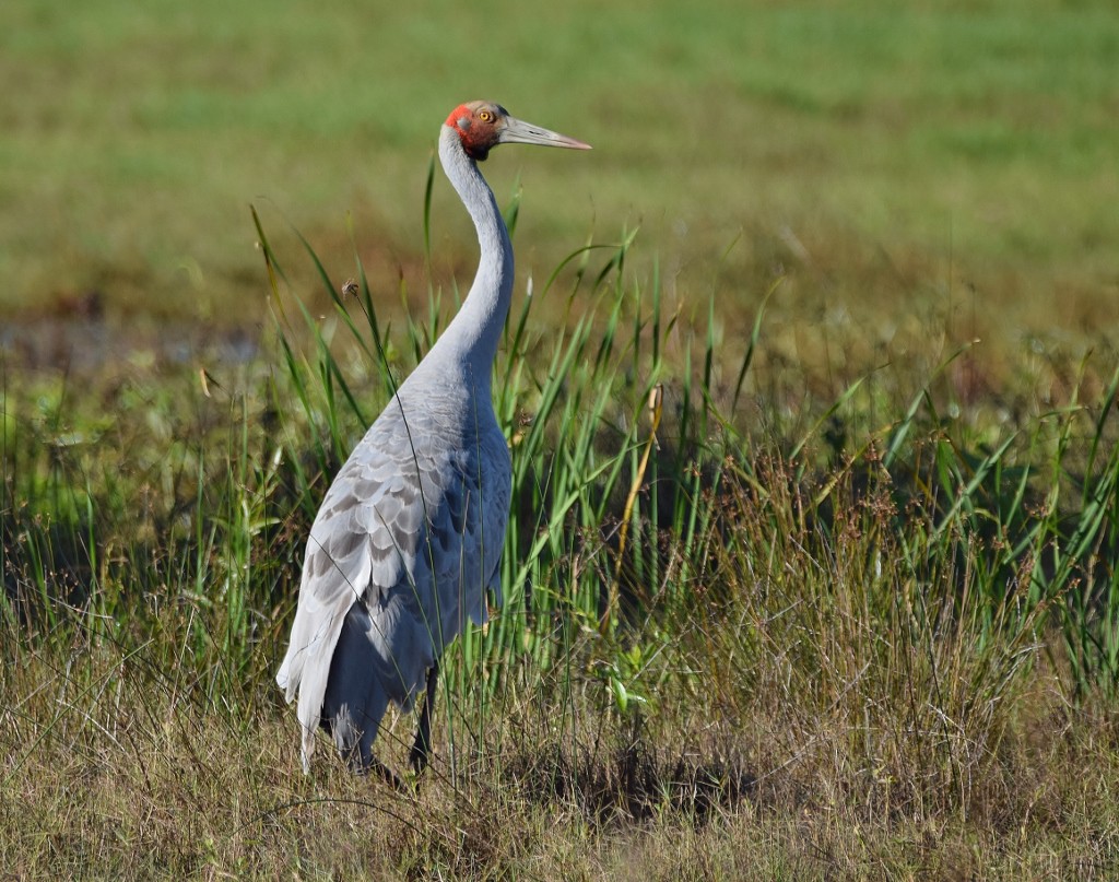 Brolga (1024x807).jpg