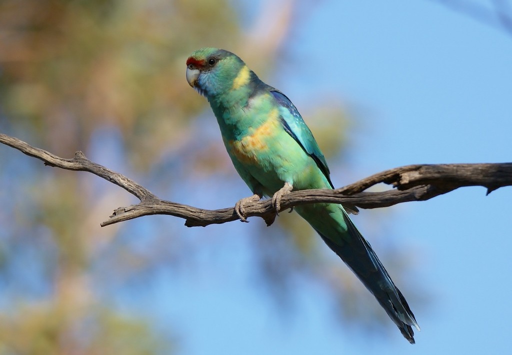Australian Ringneck (1024x709).jpg