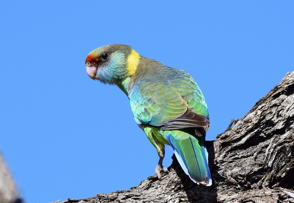 Australian Ringneck (1024x707).jpg
