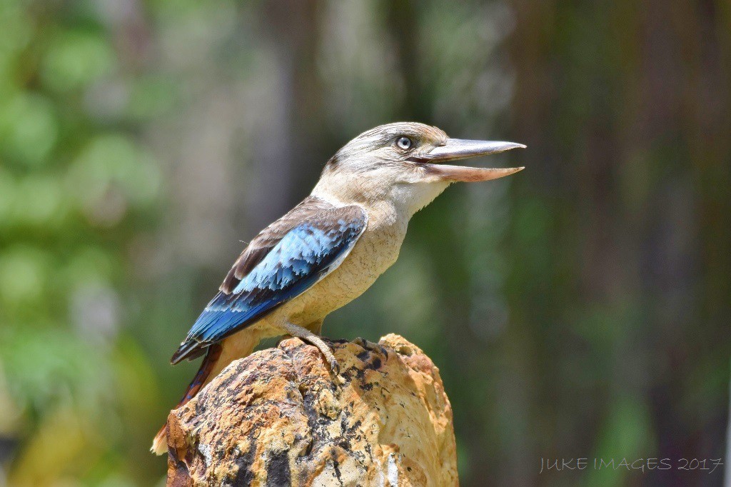 BW Kookaburra (1024x682).jpg