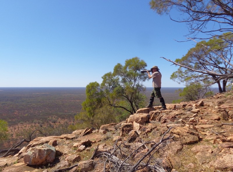 Eagle spotting 2 (800x592).jpg