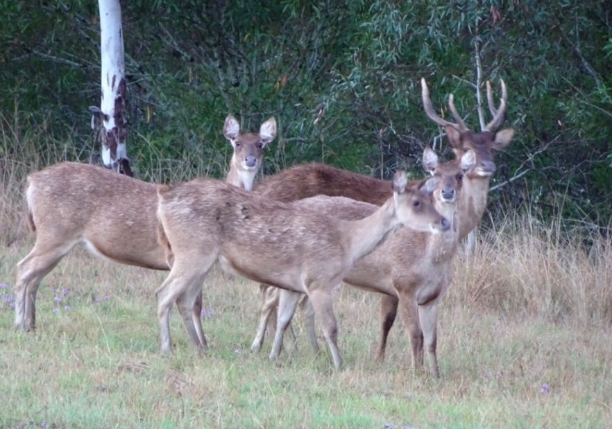 Screen Shot 2018-12-18 at 8.41.24 AM.png