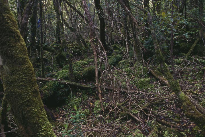 Cape Hauy to Cape Pillar 3.jpg