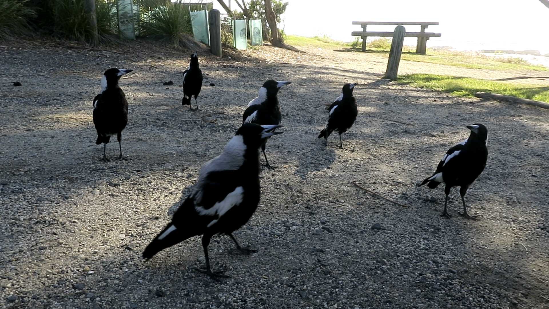 Magpie4.jpg