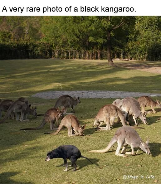 Black kangaroo.jpg